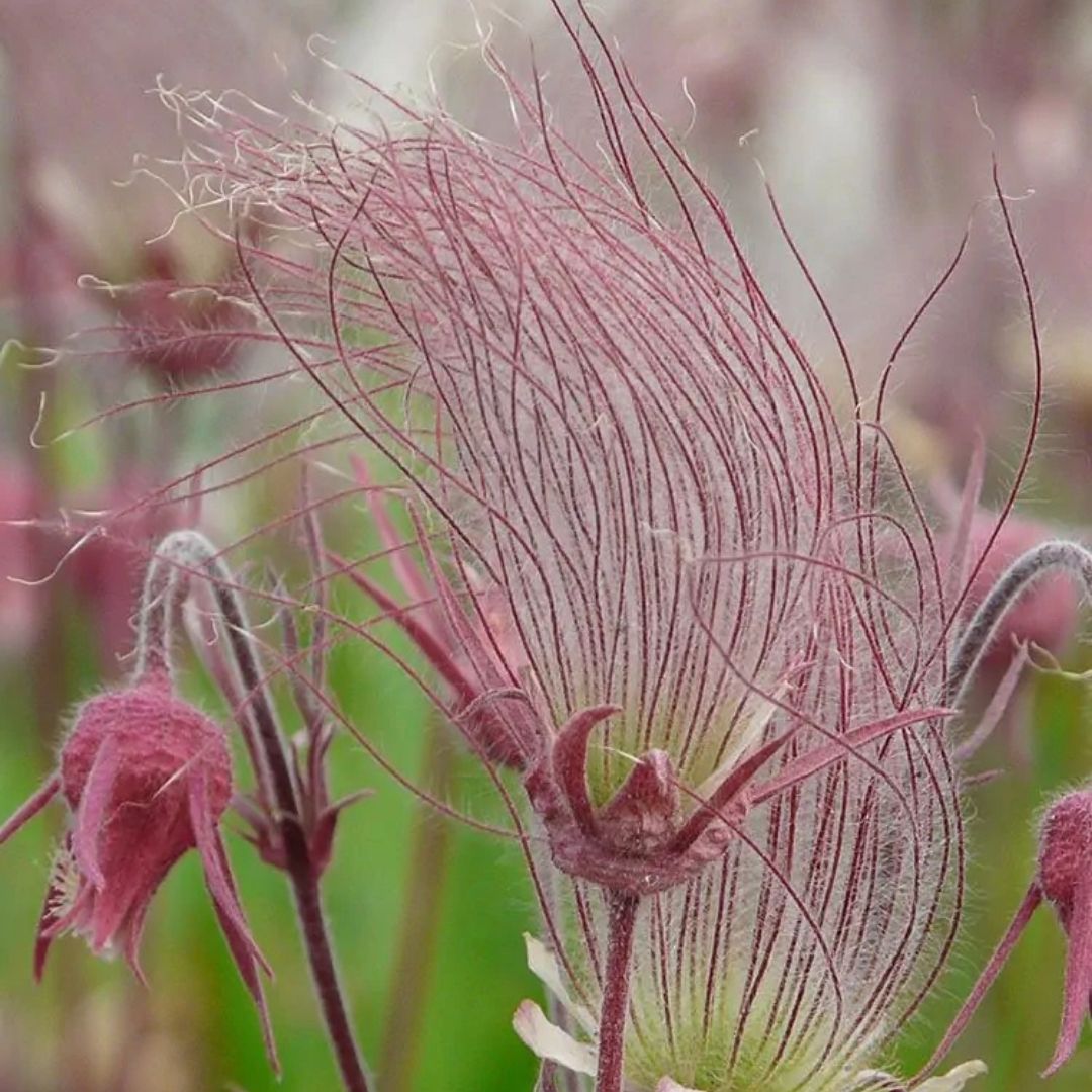 Geum triflorum (Prairie Smoke) *TB*