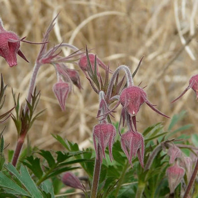 Geum triflorum (Prairie Smoke) *TB*