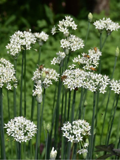 HERB - Chives - Garlic