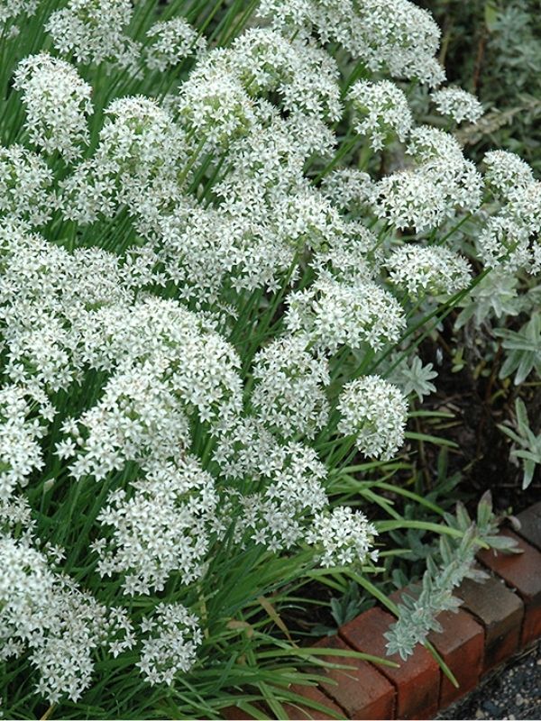 HERB - Chives - Garlic