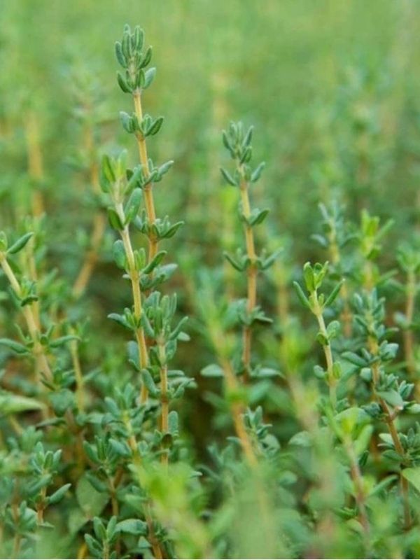 HERB - Thyme - English