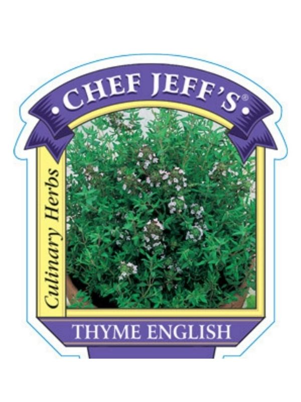 HERB - Thyme - English