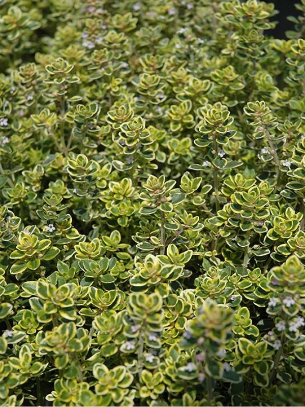 HERB - Thyme - Lemon Variegated