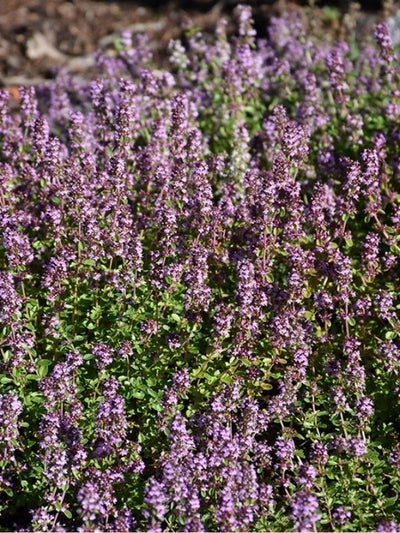 HERB - Thyme - Lemon Variegated