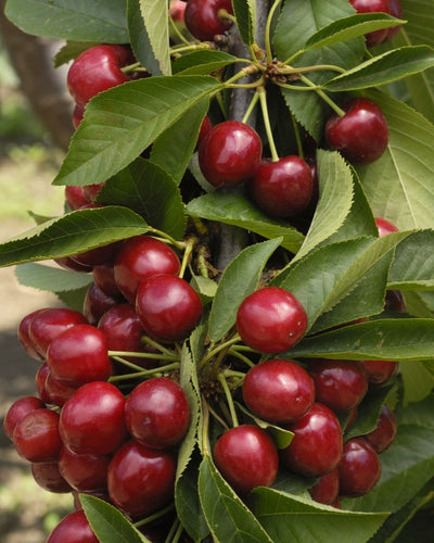 Bing Cherry #5-Super