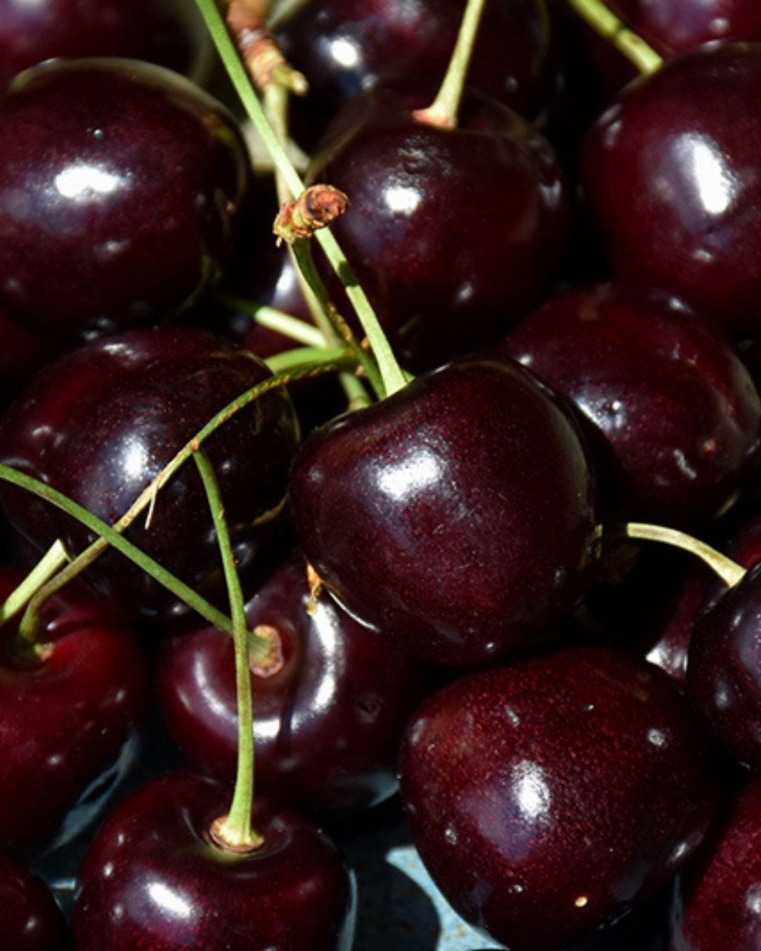 Bing Cherry #5-Super