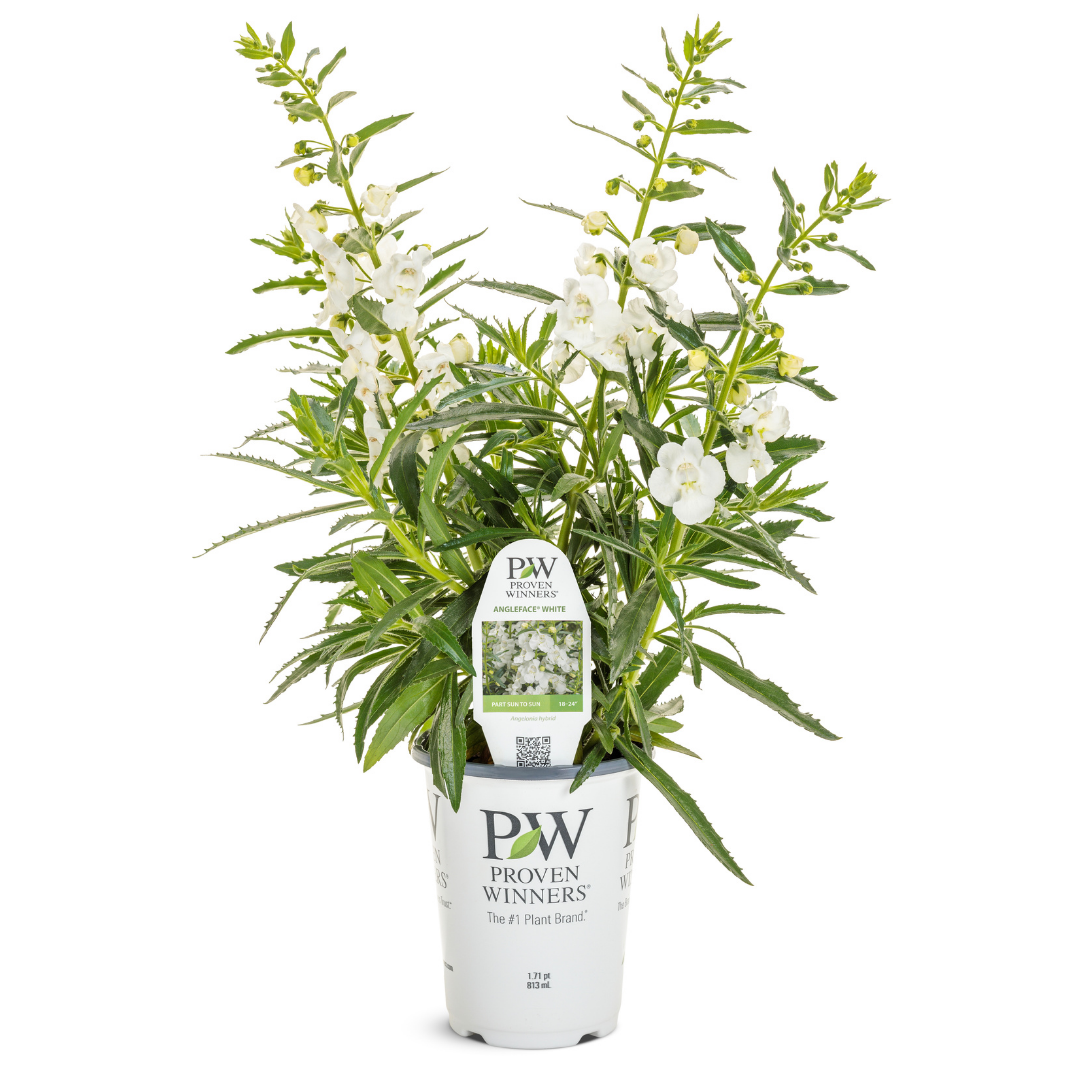 PW Angelonia, Angelface White, 4.5