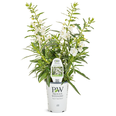 PW Angelonia, Angelface White, 4.5