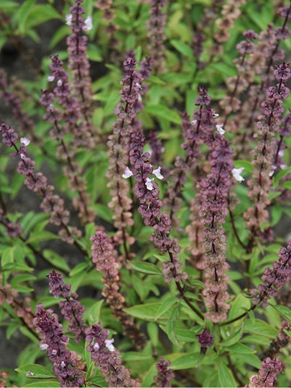 HERB - Basil - Thai