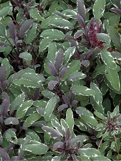 HERB - Sage - Tricolor