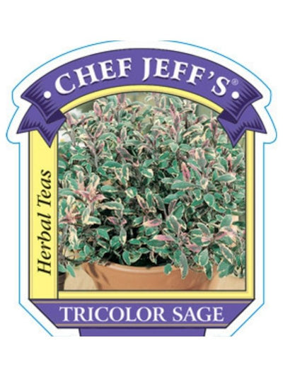 HERB - Sage - Tricolor